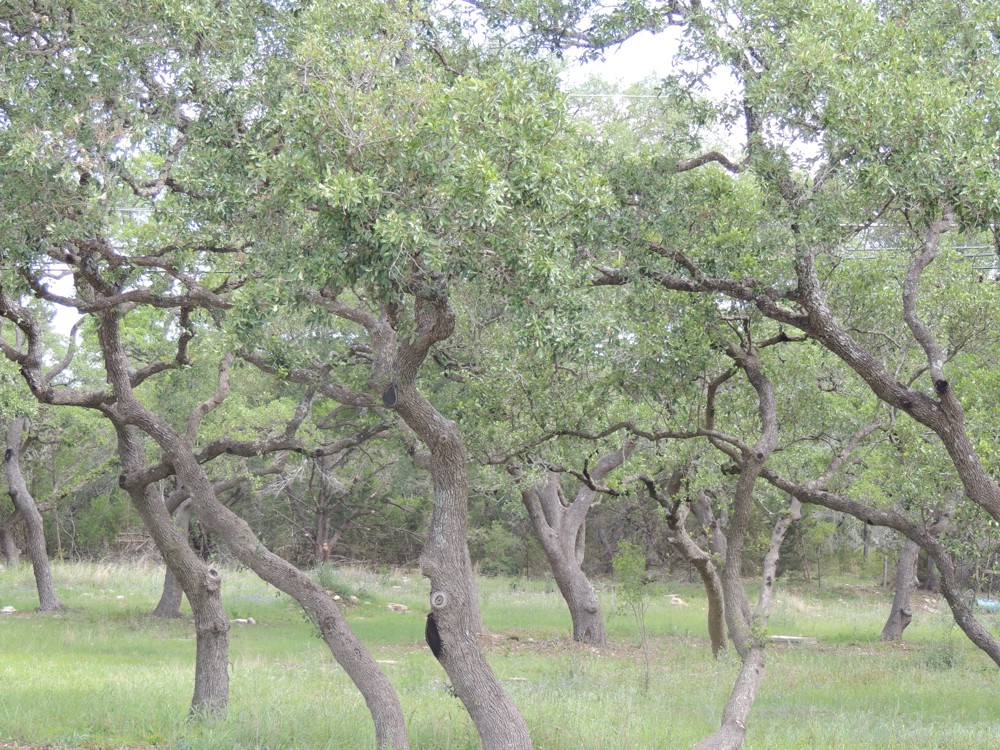 Back roads, Texas